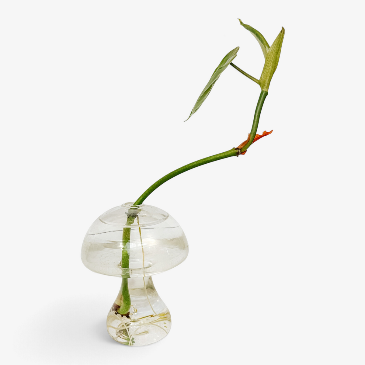 Glass Propagation Mushroom