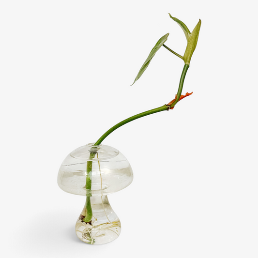 Glass Propagation Mushroom