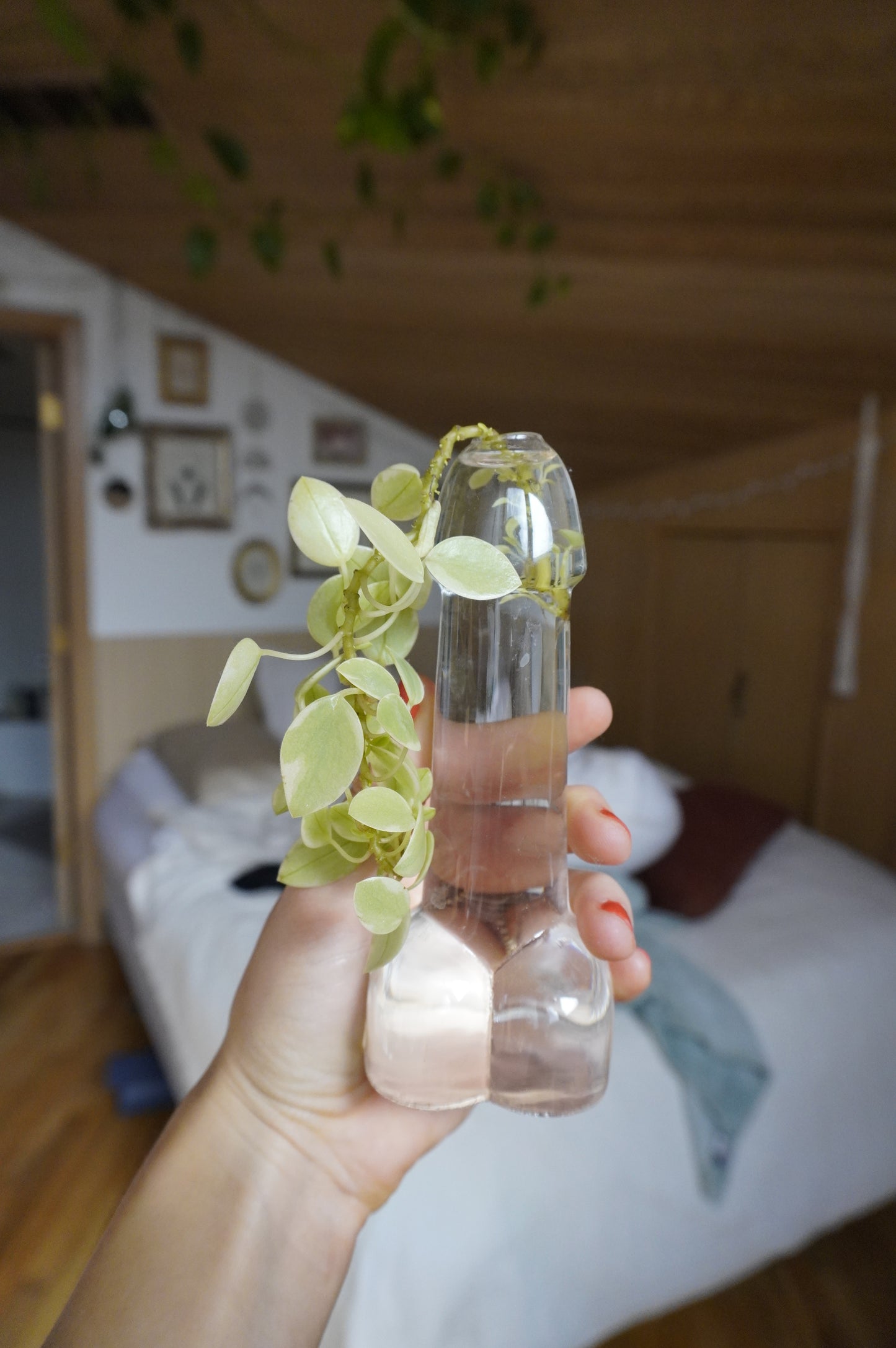 Glass Penis for Propagation